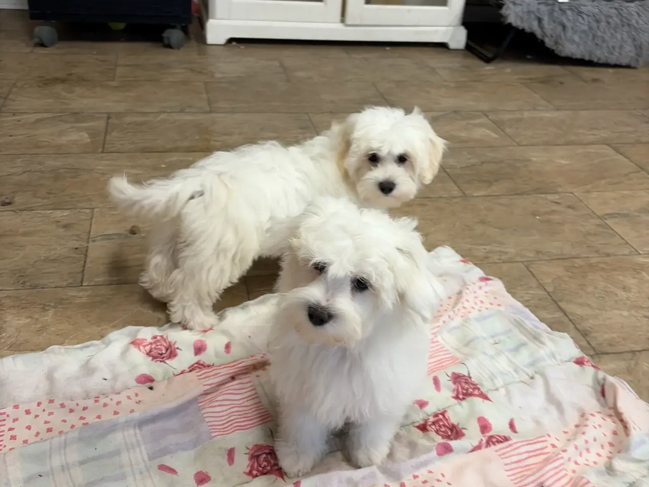 Billede 8 - 1 Maltipoo pige er rejse klar nu !