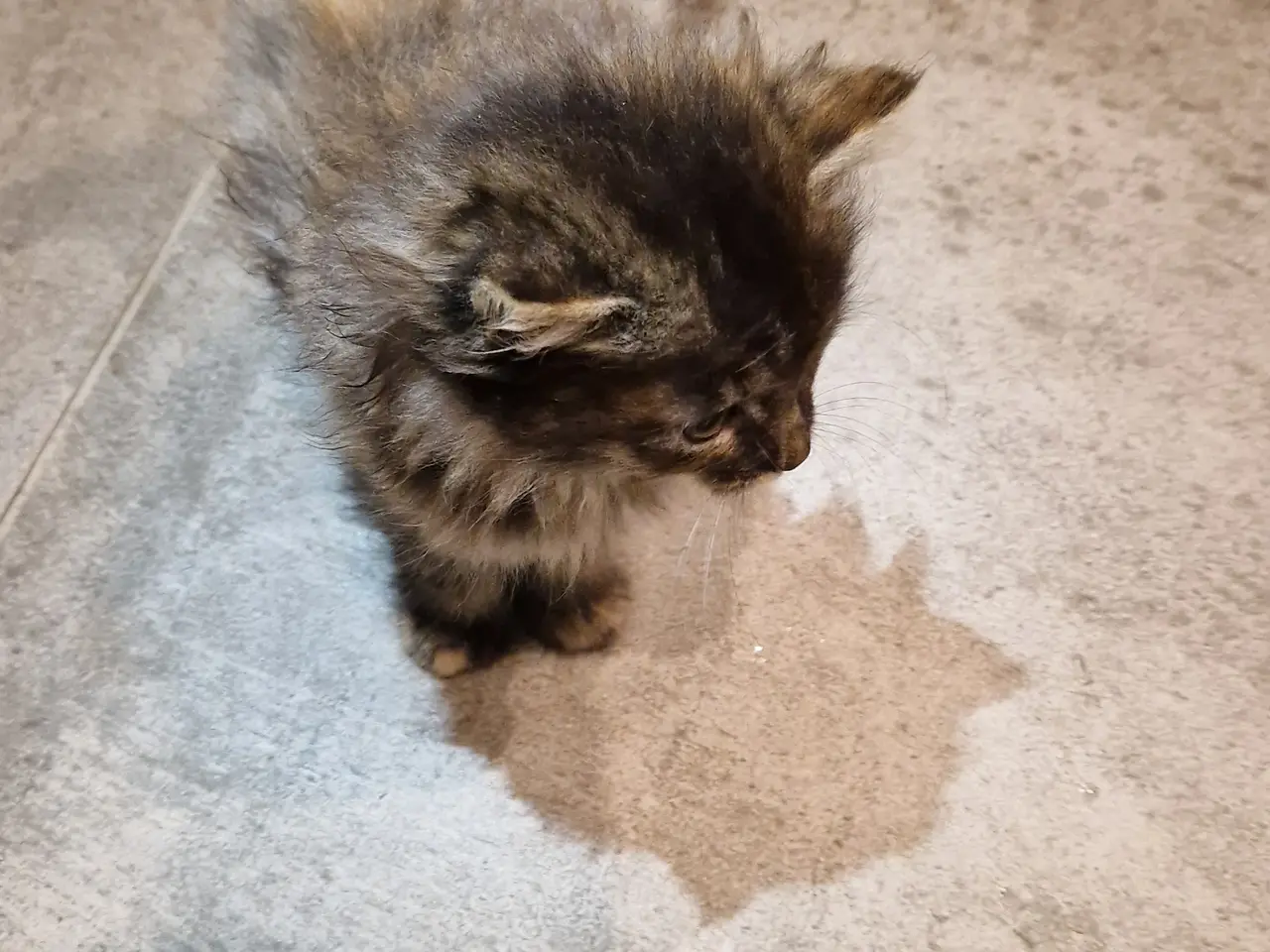 Billede 3 - 🐱❤️ 5 søde og tykke Norsk Skovkat-killinger