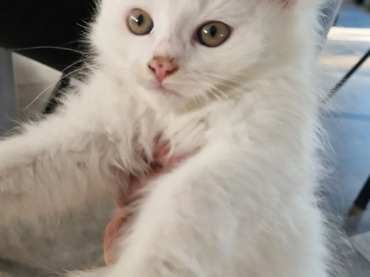 Billede 19 - 🐱❤️ 5 søde og tykke Norsk Skovkat-killinger