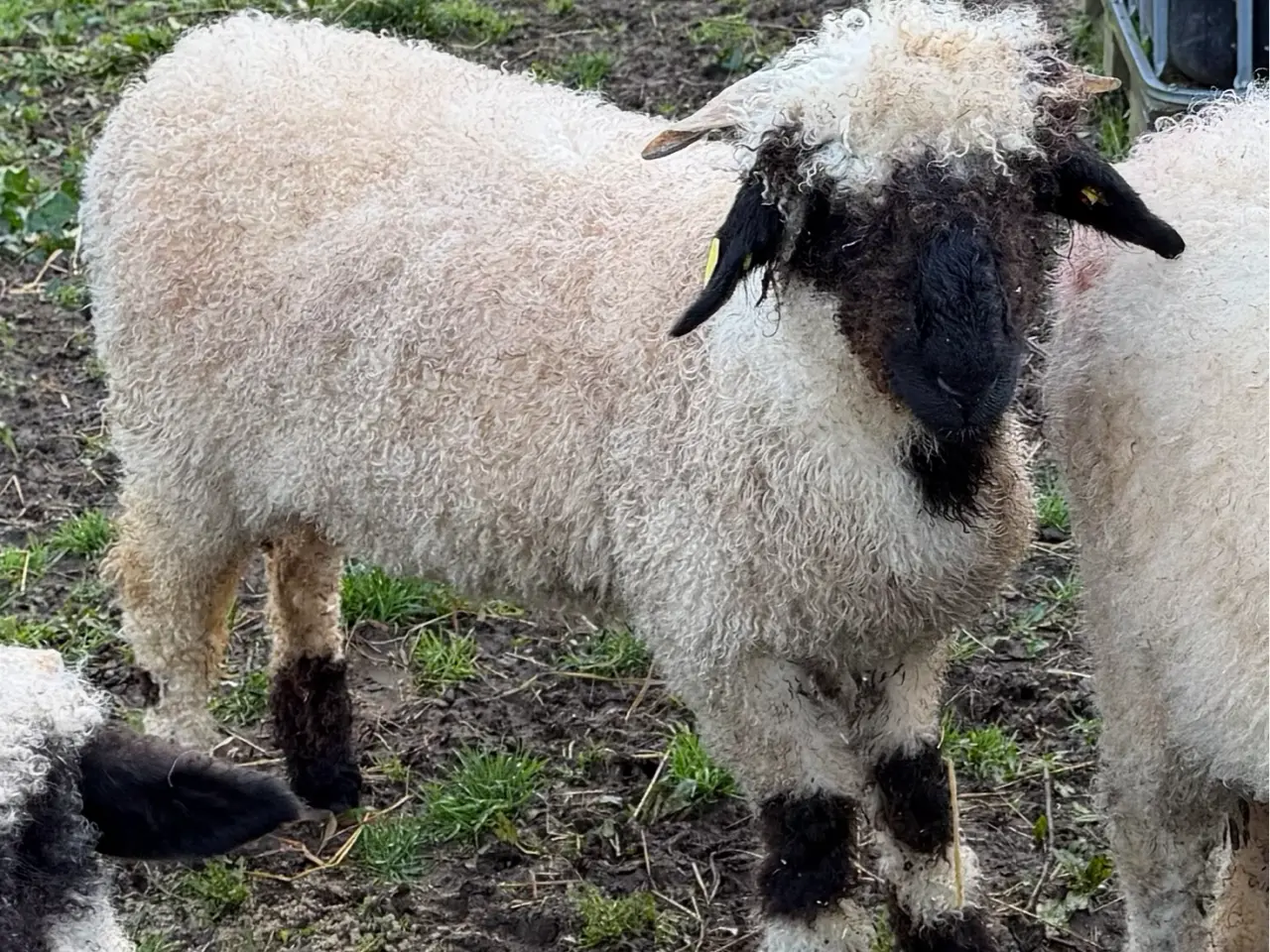 Billede 2 - 2 gimmer lam Valais Blacknose