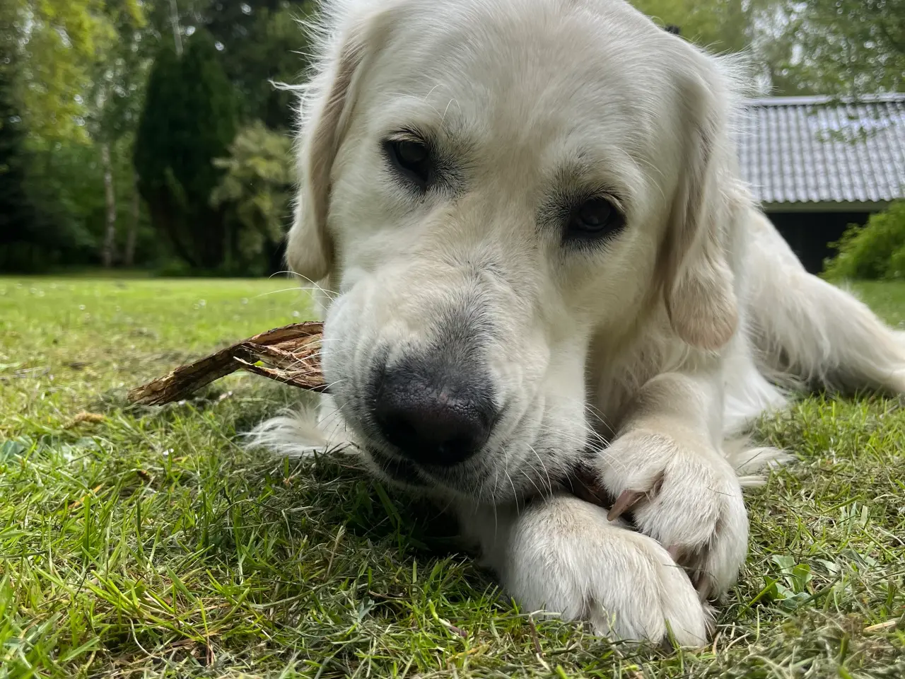 Billede 4 - Golden Retriever tilbydes til avl