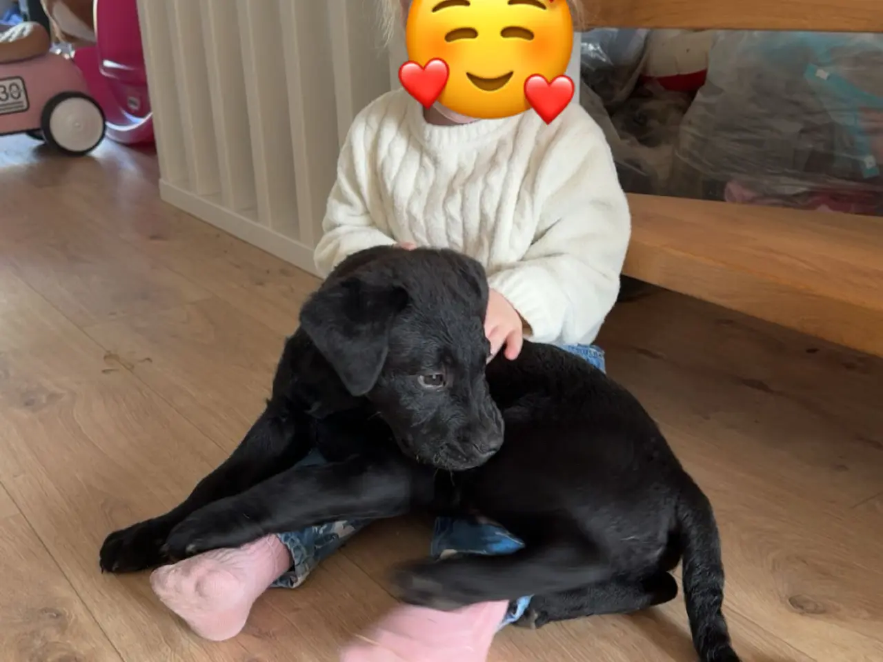 Billede 4 - Hundehvalp søger nyt hjem