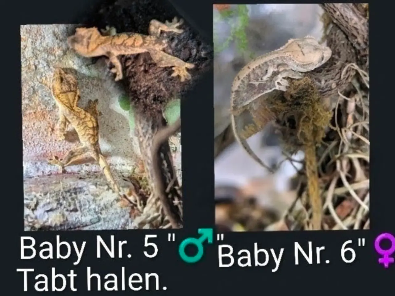 Billede 4 - Kronegekko babyer sælges 