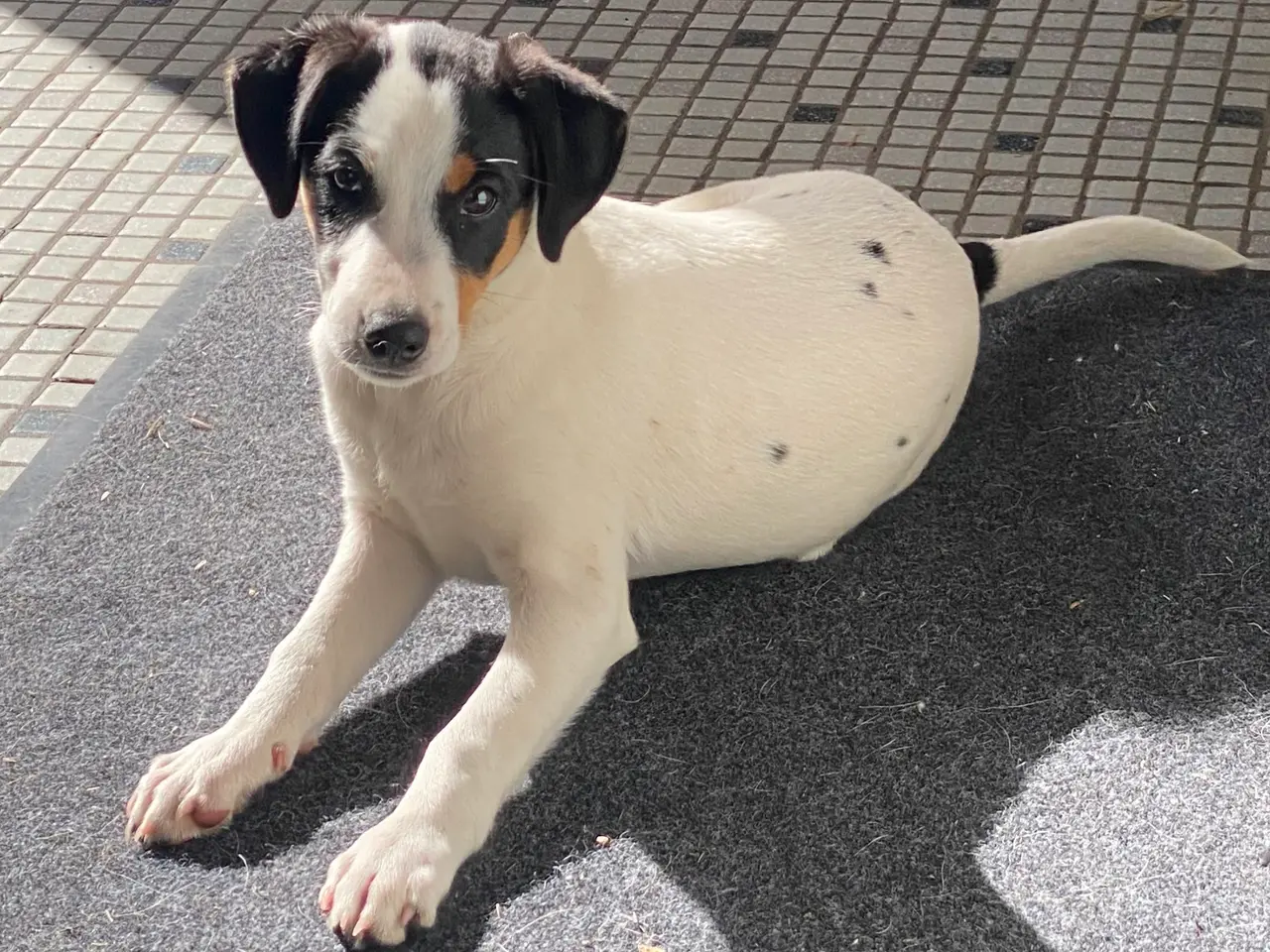 Billede 6 - Dansk-svensk gårdhund hundehvalpe
