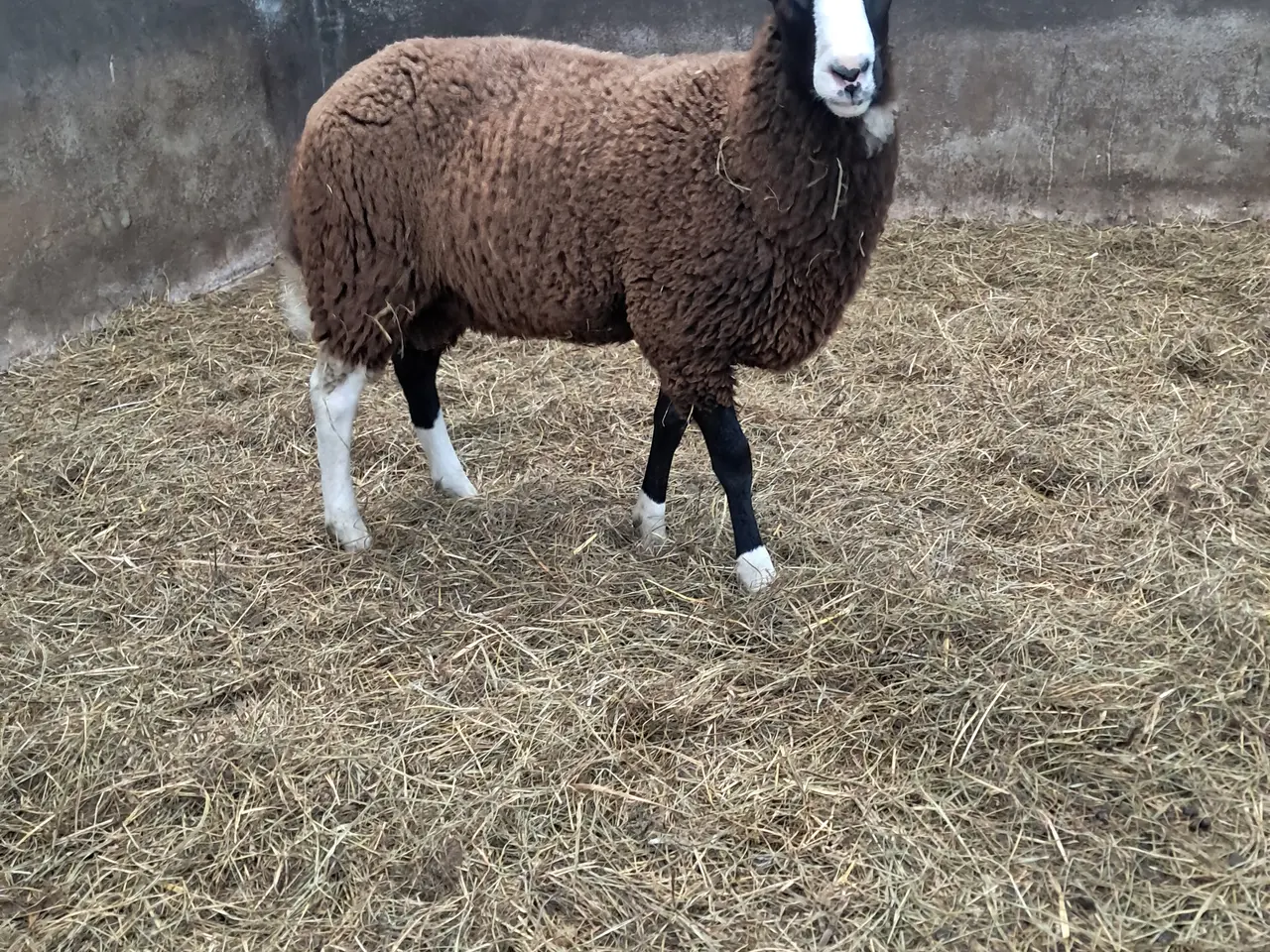 Billede 2 - Zwartbles vædderlam 