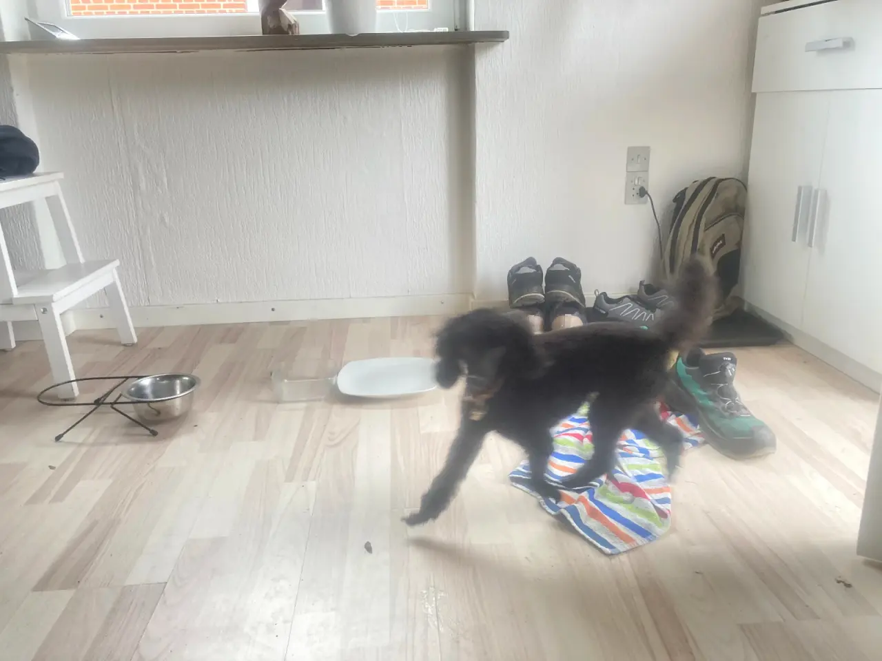 Billede 10 - 5 sunde ægte puddel hvalpe