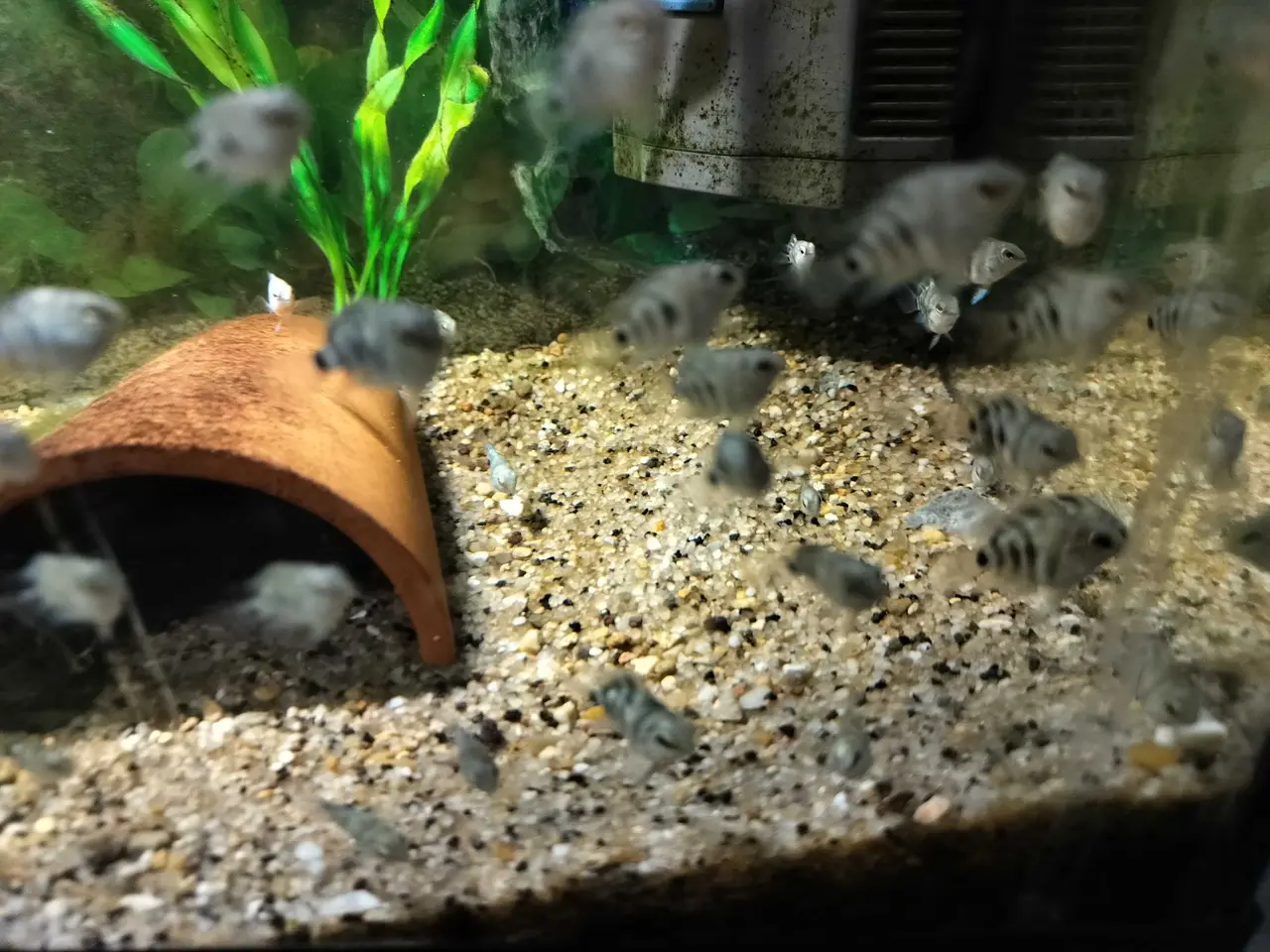 Billede 6 - Blue polar Papegøjecichilde 25 kroner 2 cm