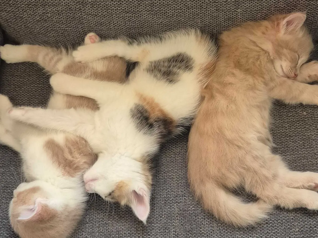 Billede 1 - Killinger mormor er maincoon 