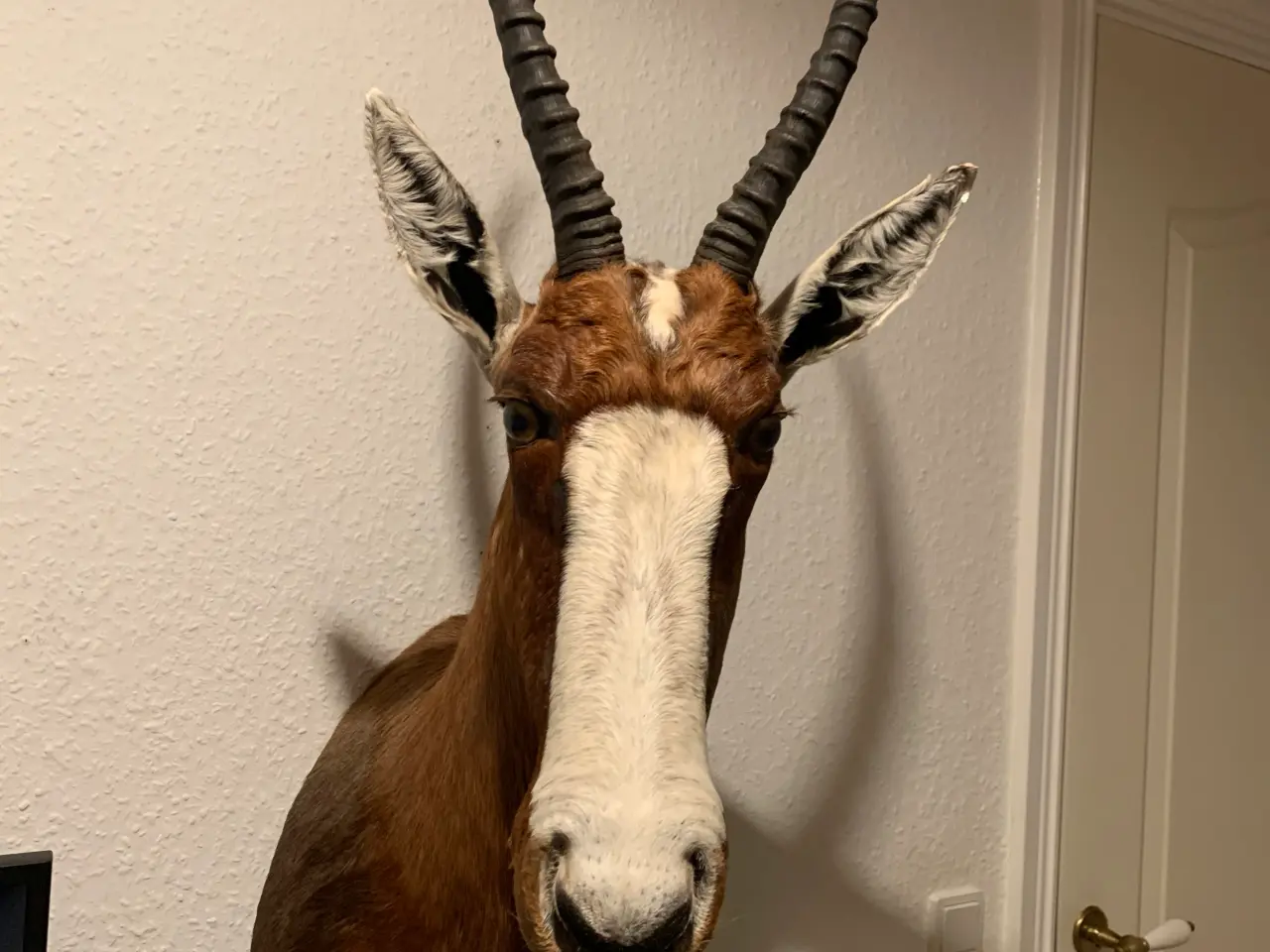 Billede 2 - Udstoppet Brun Blesbuck