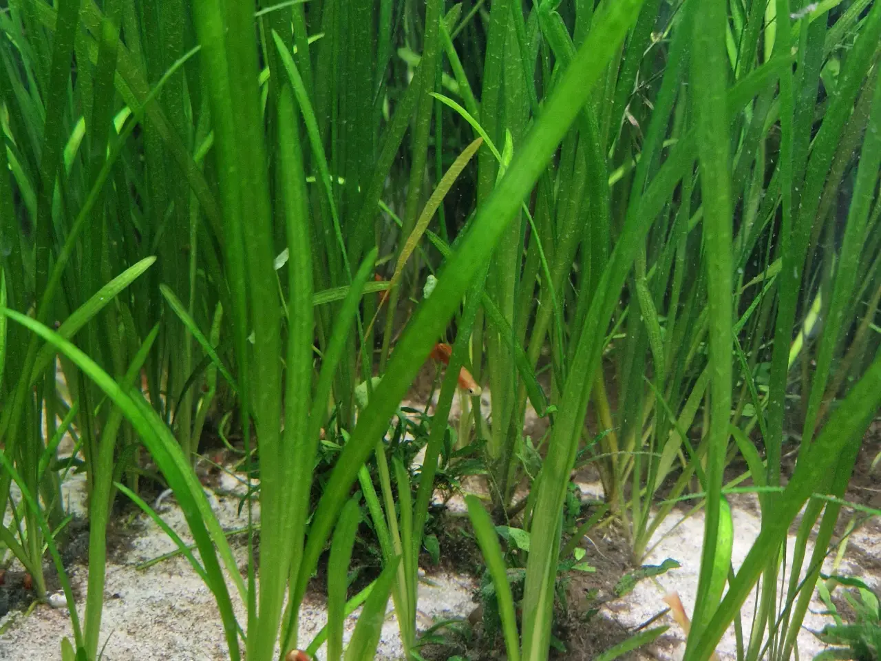 Billede 1 - Vallisneria