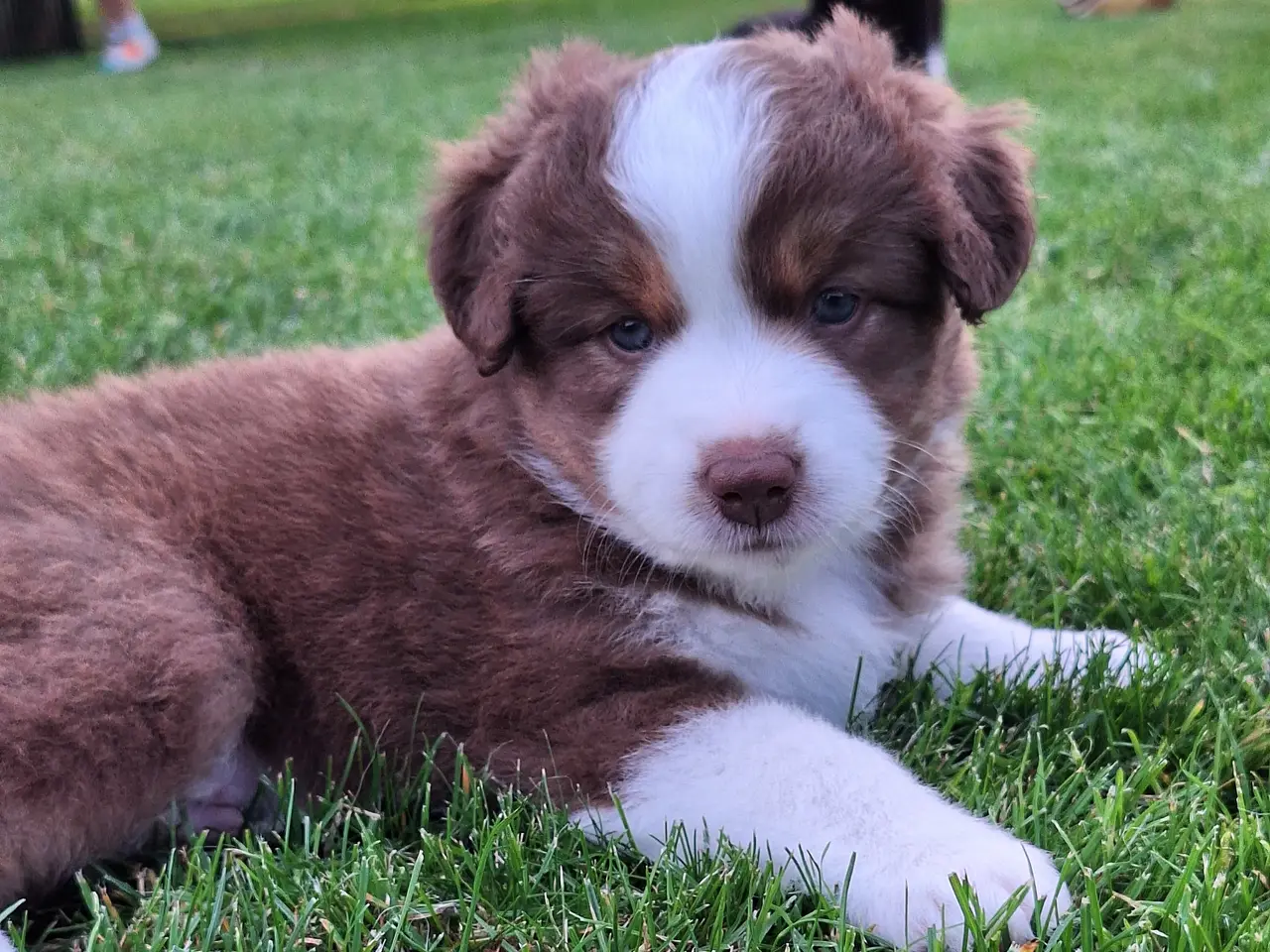 Billede 15 - Miniature American Shepherd hvalpe