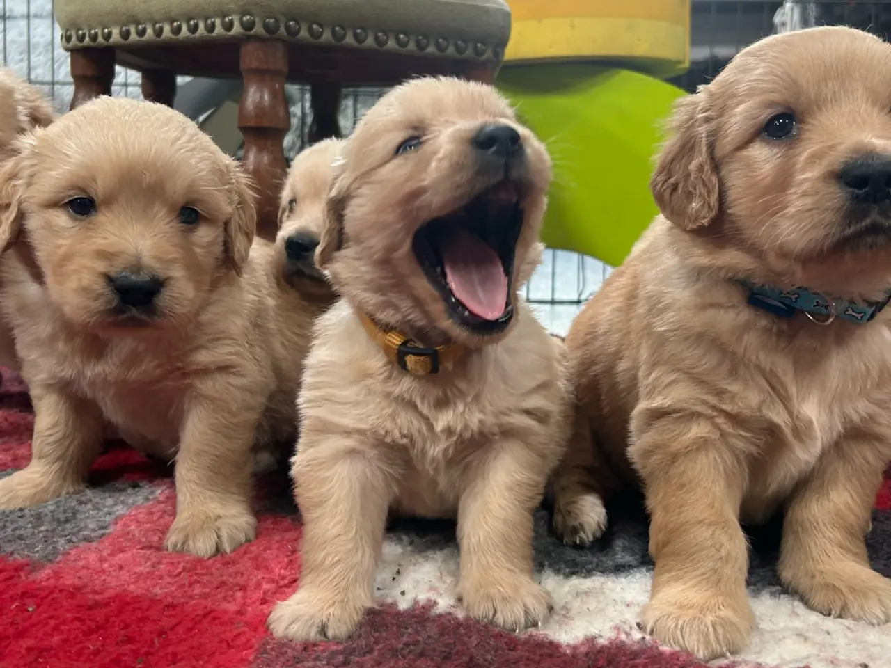 Billede 6 - Golden Retriever hvalpe