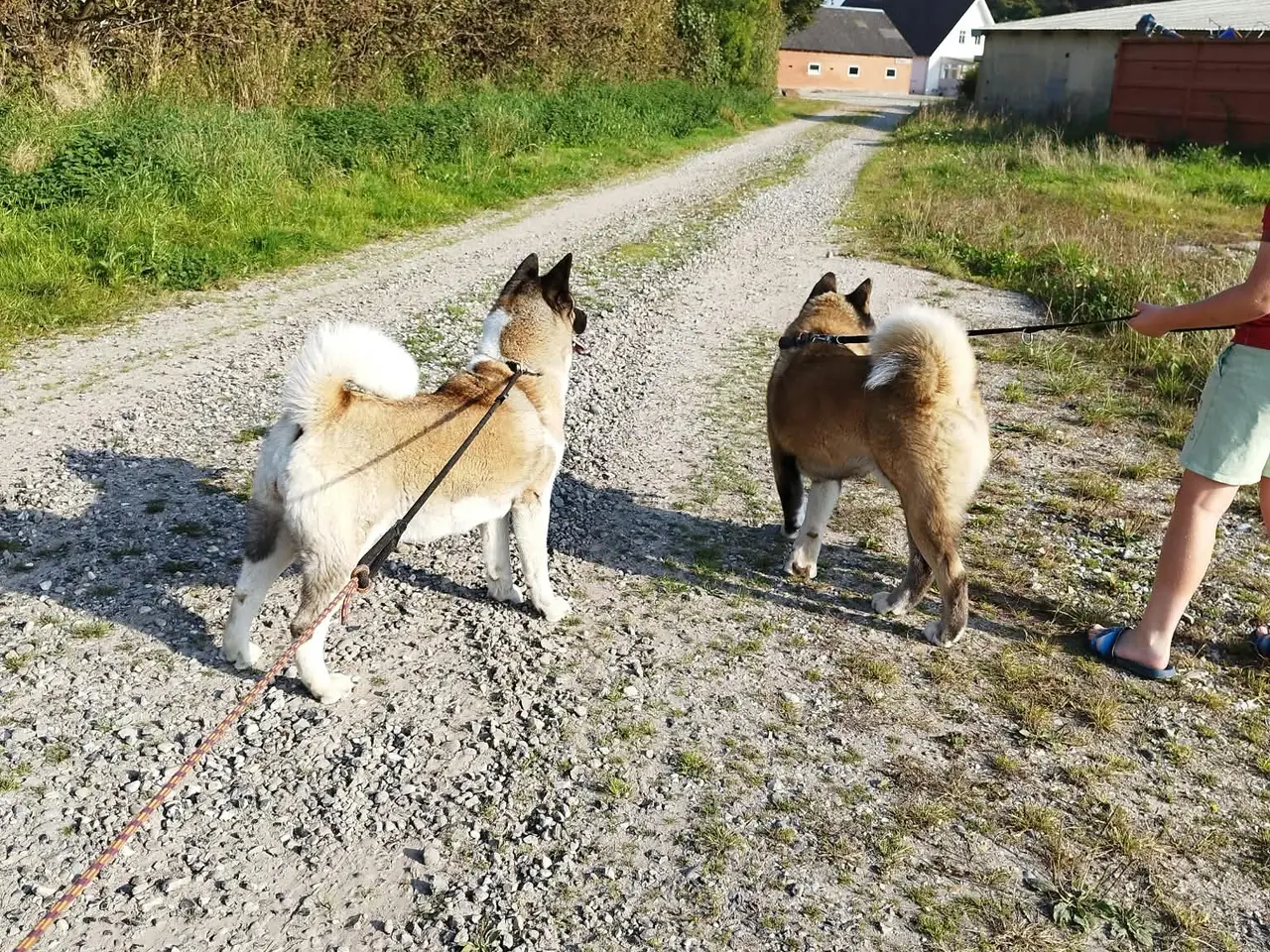 Billede 10 - American Akita hundehvalpe 🩷💙💙💙