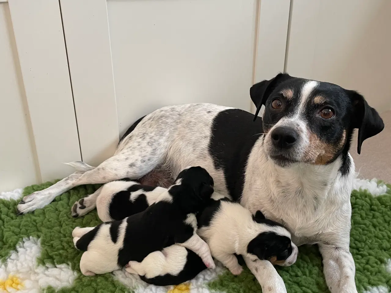 Billede 6 - Dansk svensk gårdhund hvalpe
