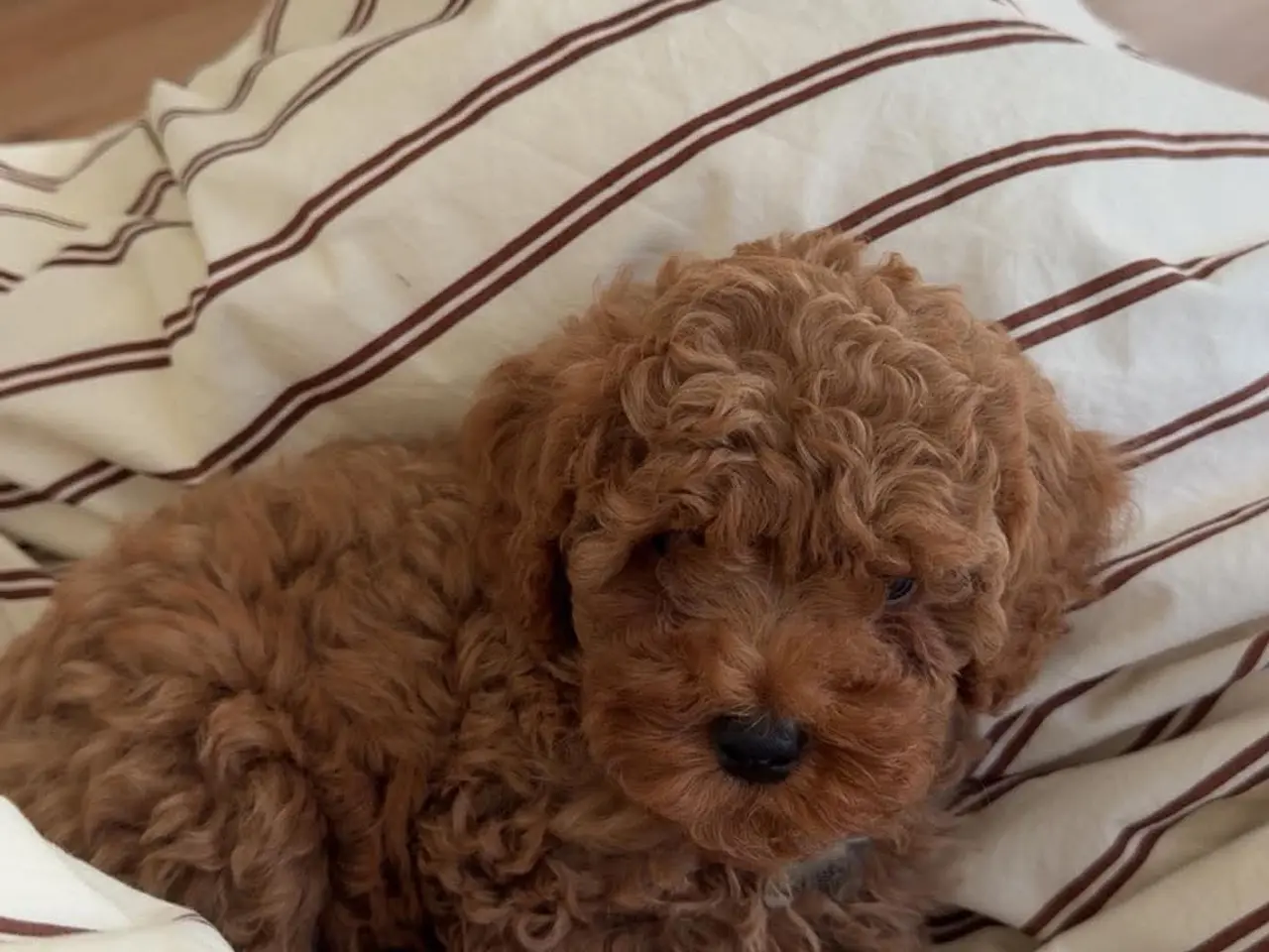 Billede 8 - Cavapoo hvalp F2B