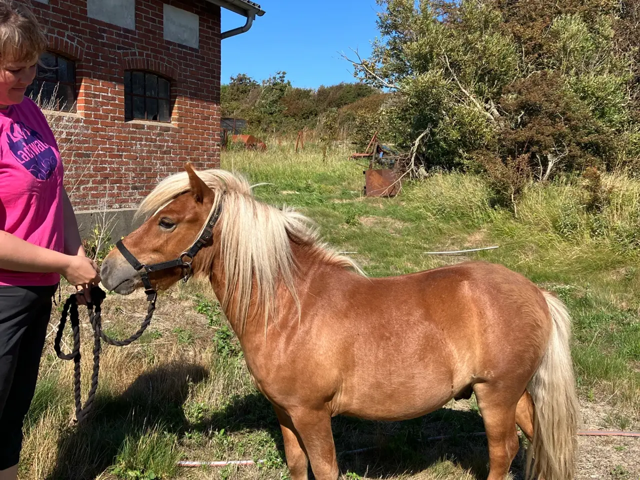 Billede 4 - Dejlig 1 års vallak med stamtavle