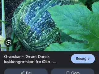  Pynte græskar Grønne  sylte græskar  