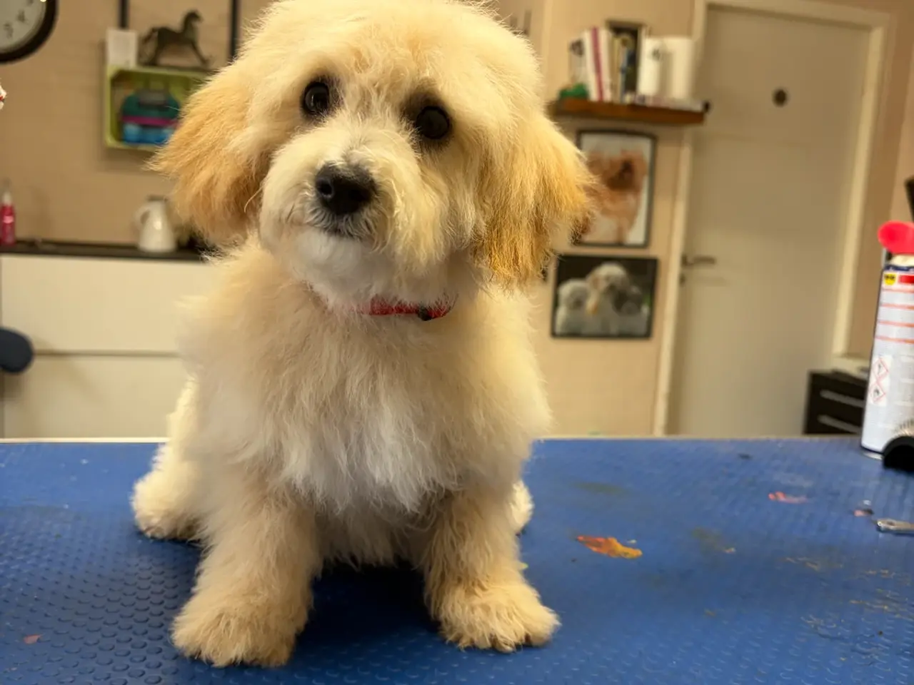 Billede 15 -  Maltipoo pige søde selma