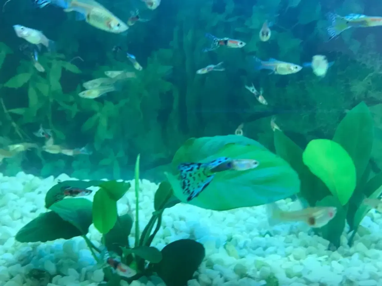 Billede 3 - EGET AVL sunde guppy