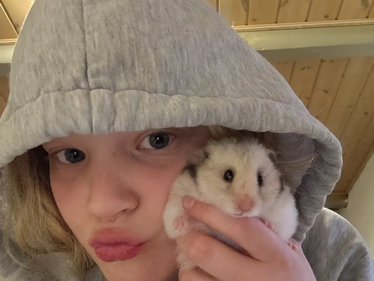 Billede 1 - 3 guld hamster sælges