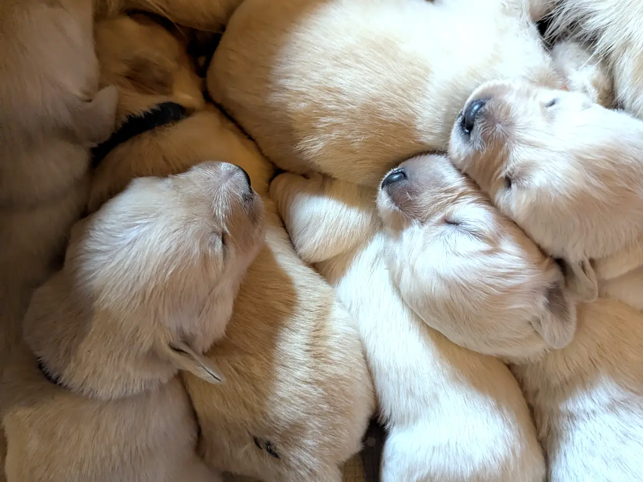 Billede 5 - Golden retriever hvalpe