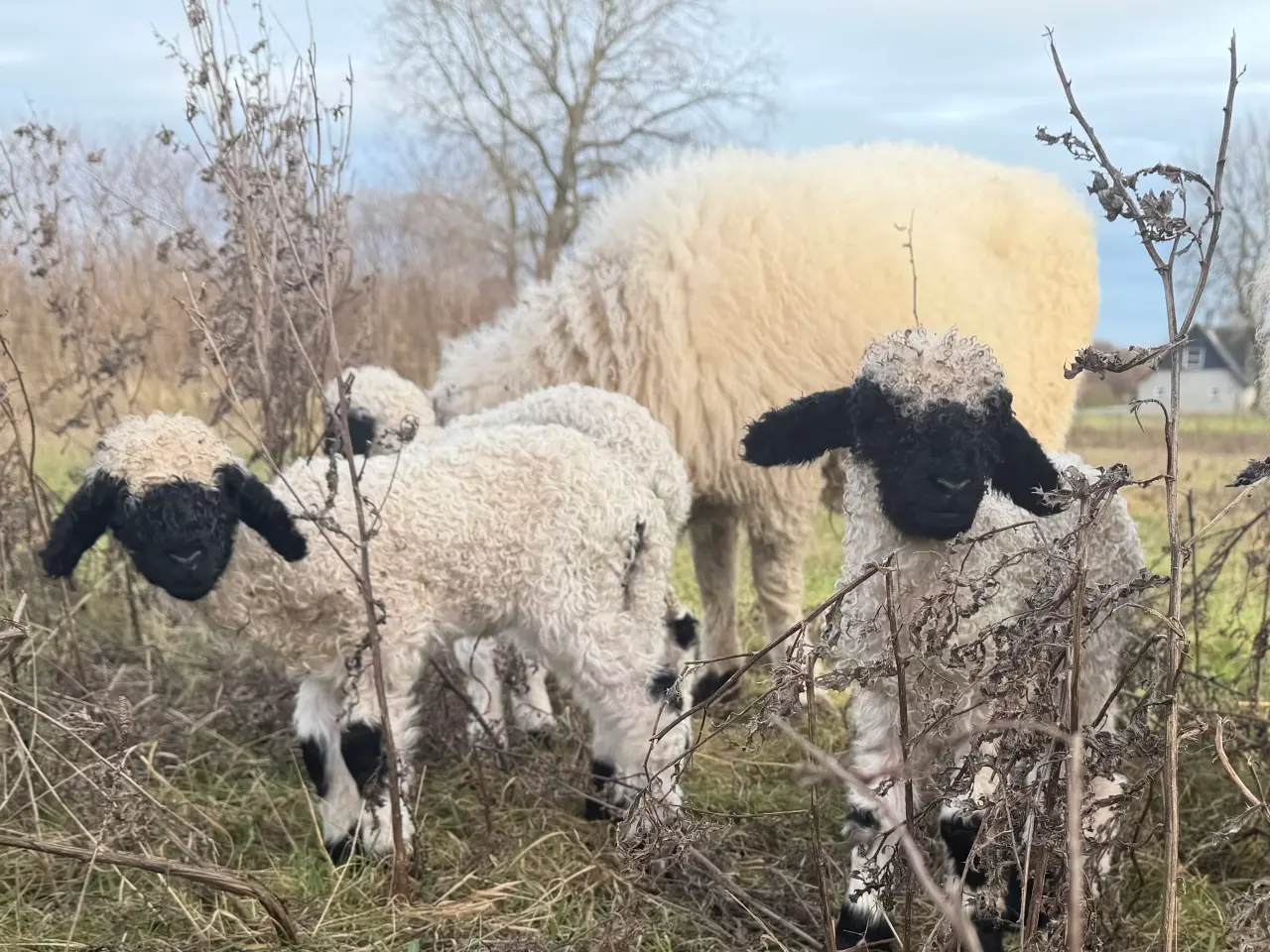 Billede 3 - 2 vædder lam valais blacknose