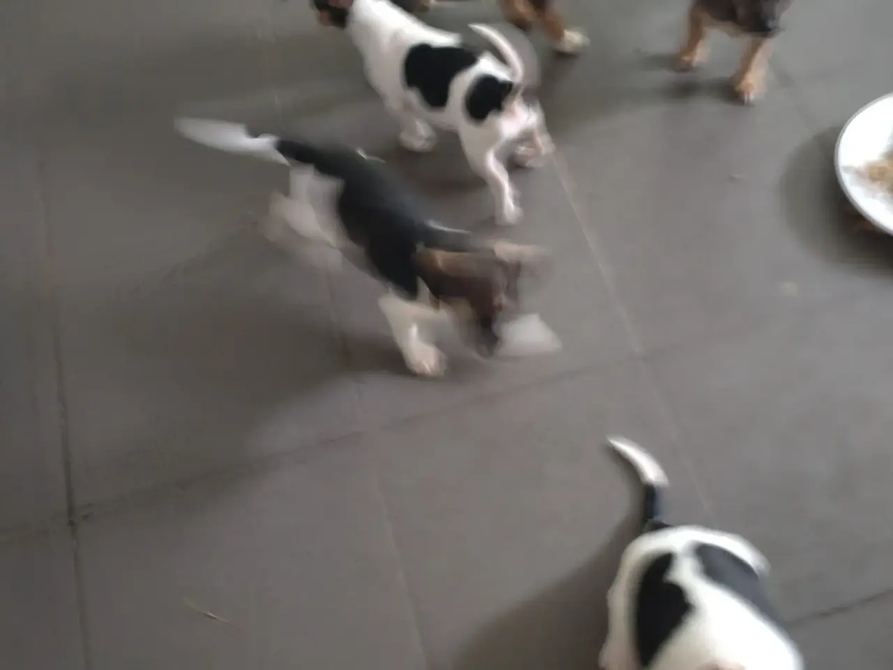 Billede 3 - Dansksvenskgårdhund/ gravhund