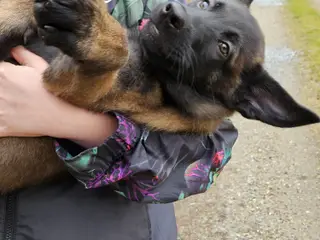 Hvalpe Belgisk Malinois med stamtavle