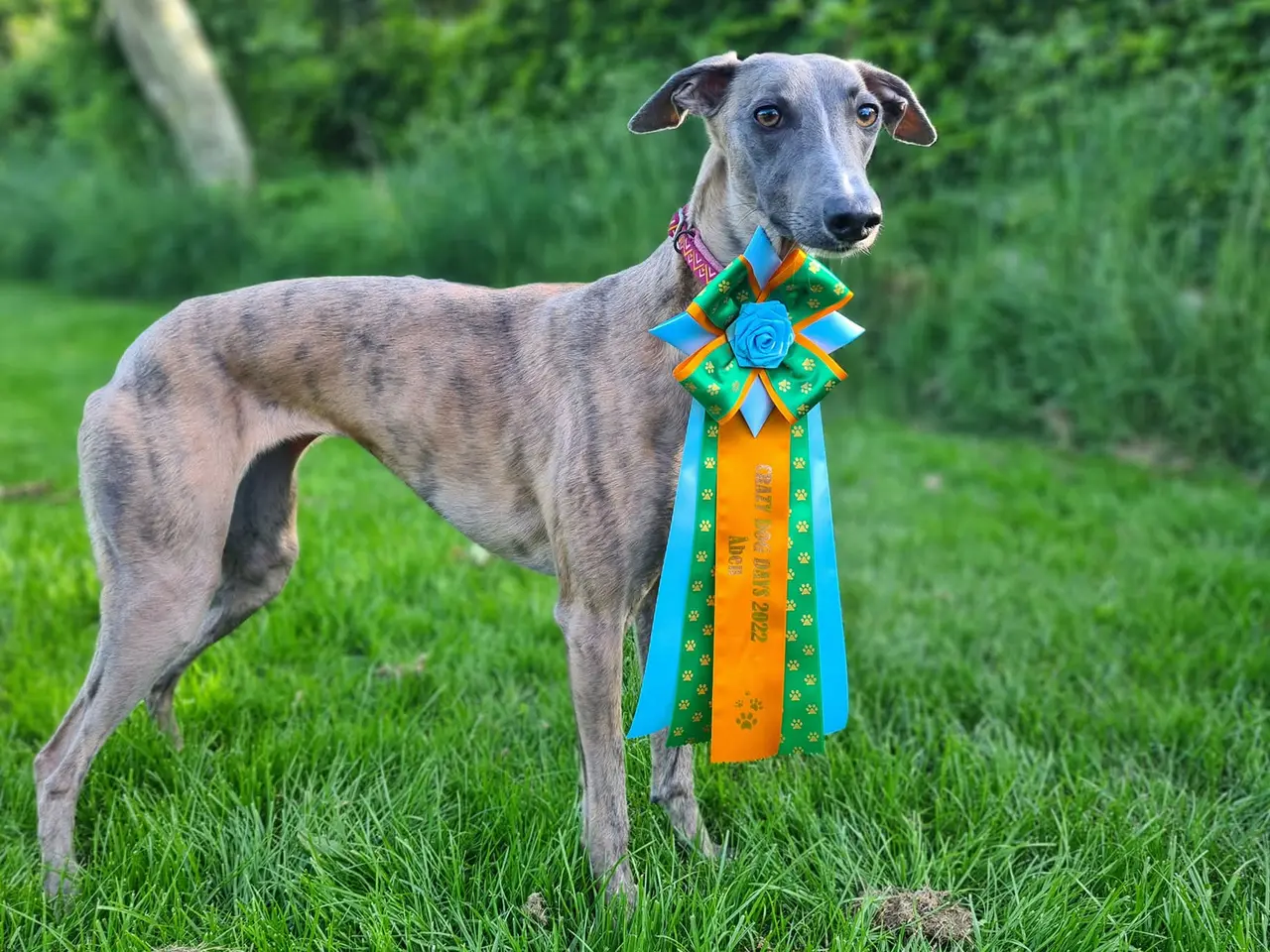 Billede 3 - Whippet-hvalpe forventes – væddeløbslinjer