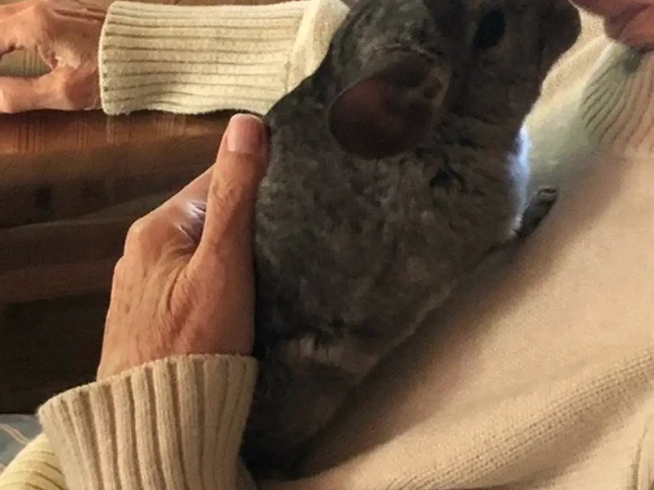 Billede 2 - Chinchilla søger nyt og blivende hjem
