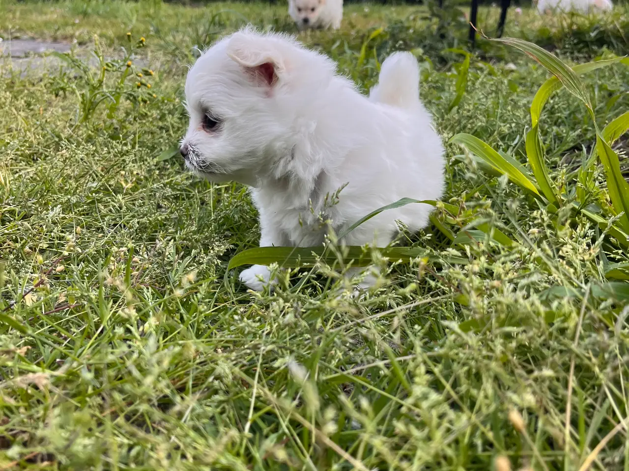 Billede 11 - 🐶 Små kælende Malitpoom 🐶 