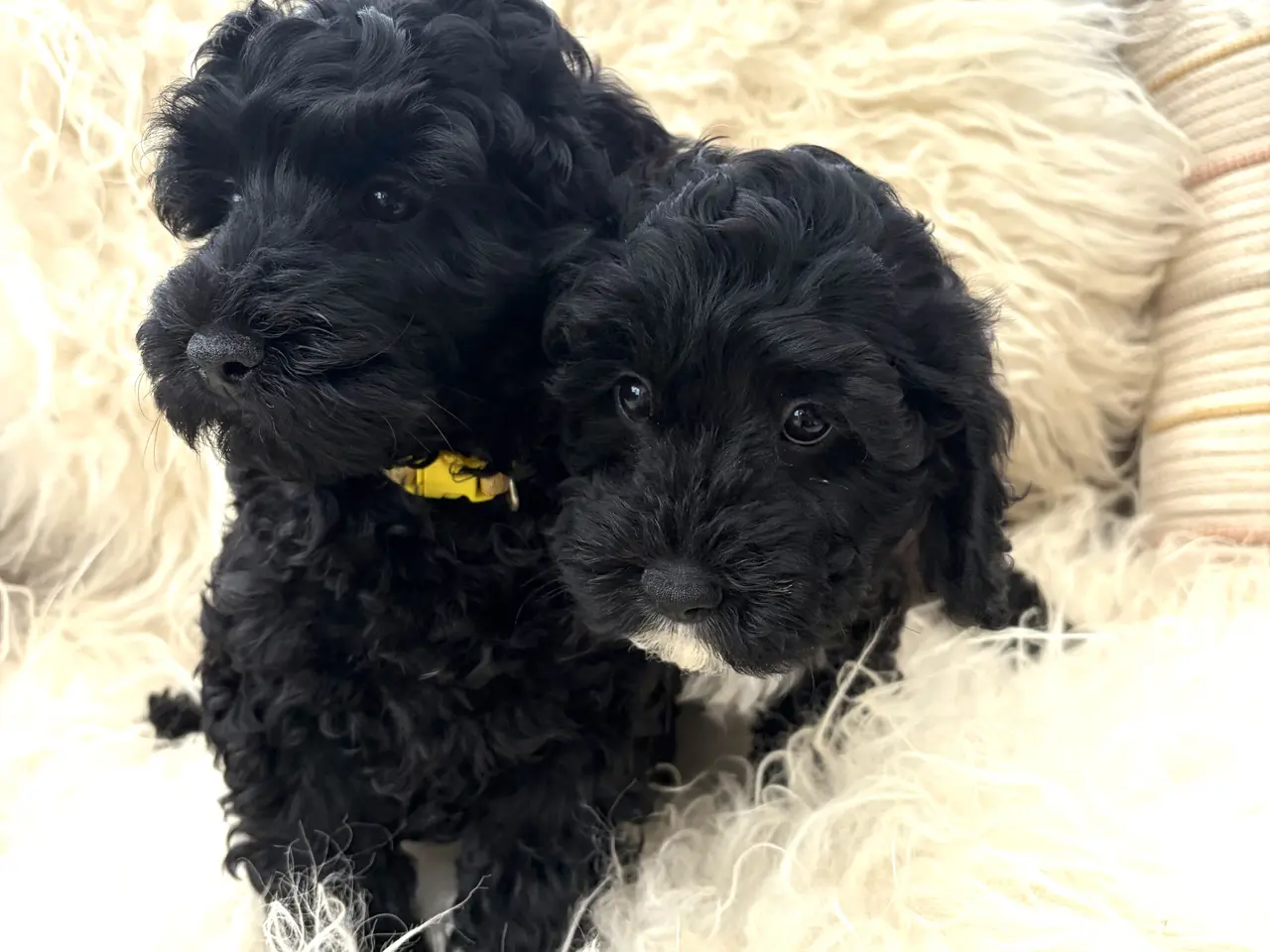 Billede 12 - De smukkeste små fine Cavapoo drenge