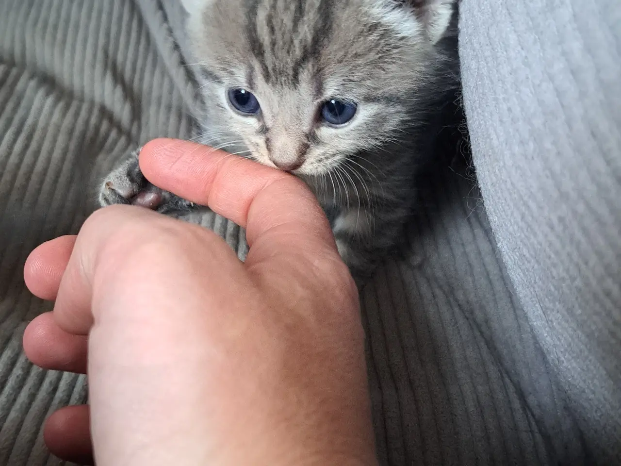 Billede 12 - 🐱 Søde killinger søger kærlige hjem 🐱