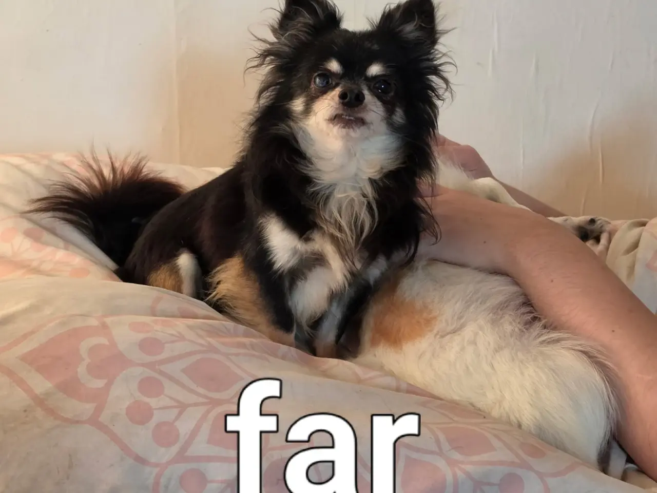 Billede 12 - Langhåret Chihuahua hvalpe