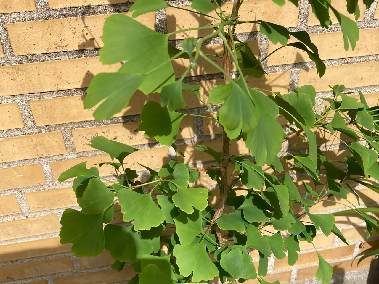 Billede 2 - Tempeltræ Ginko Biloba