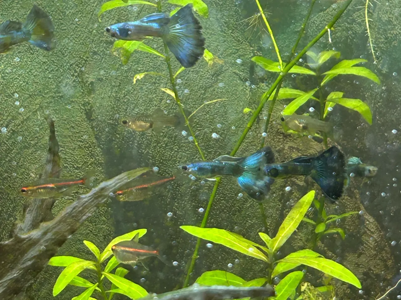 Billede 1 - 🐟🔵 Blue Moscow Guppy Par sælges - Viby J