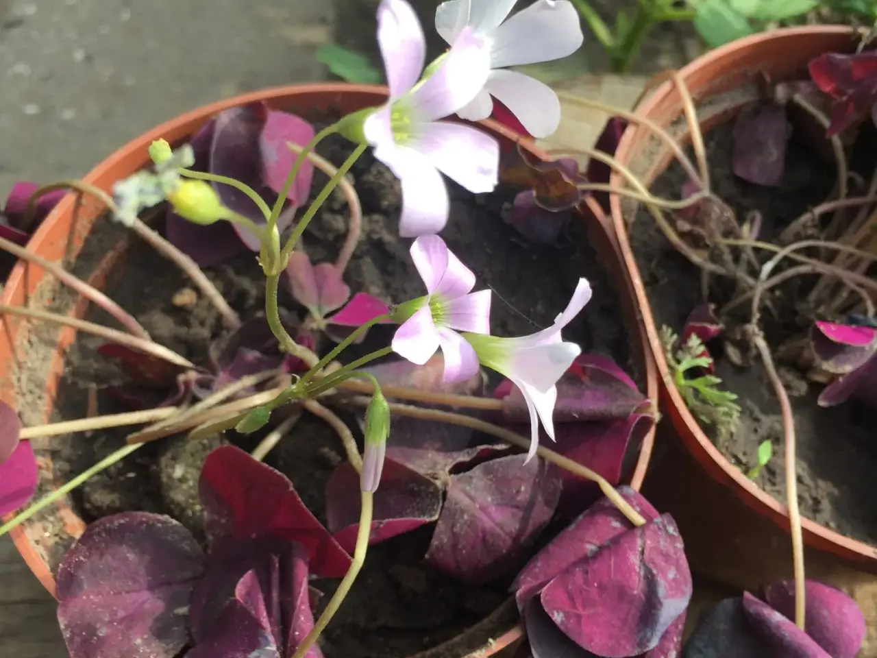 Billede 1 - Lykkekløver blomst