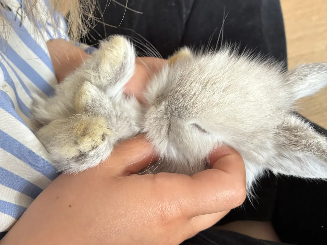 Billede 4 - Minilop lionlop