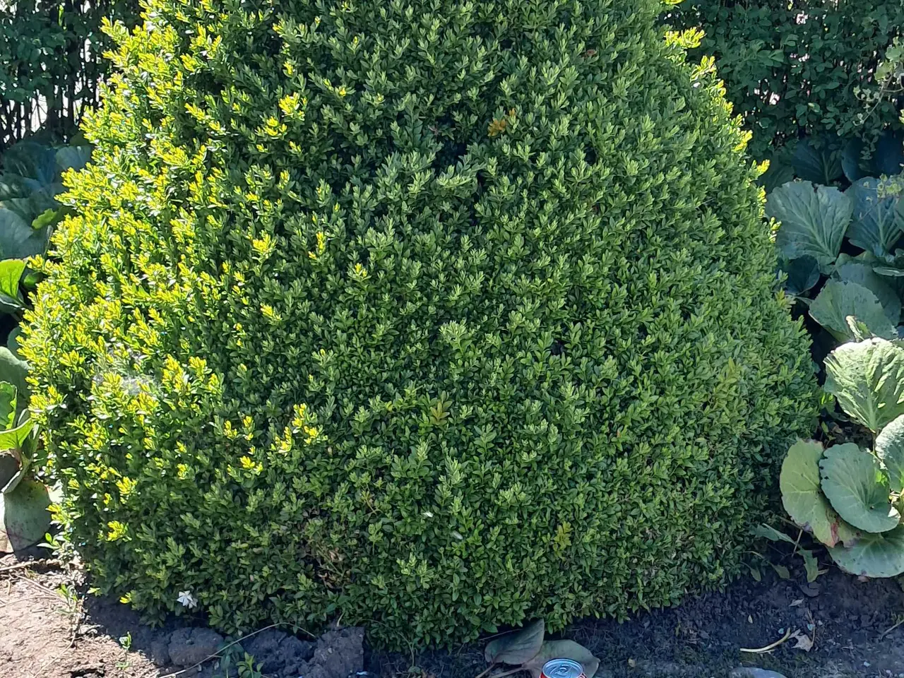 Billede 4 - Flotte planter bortgives 