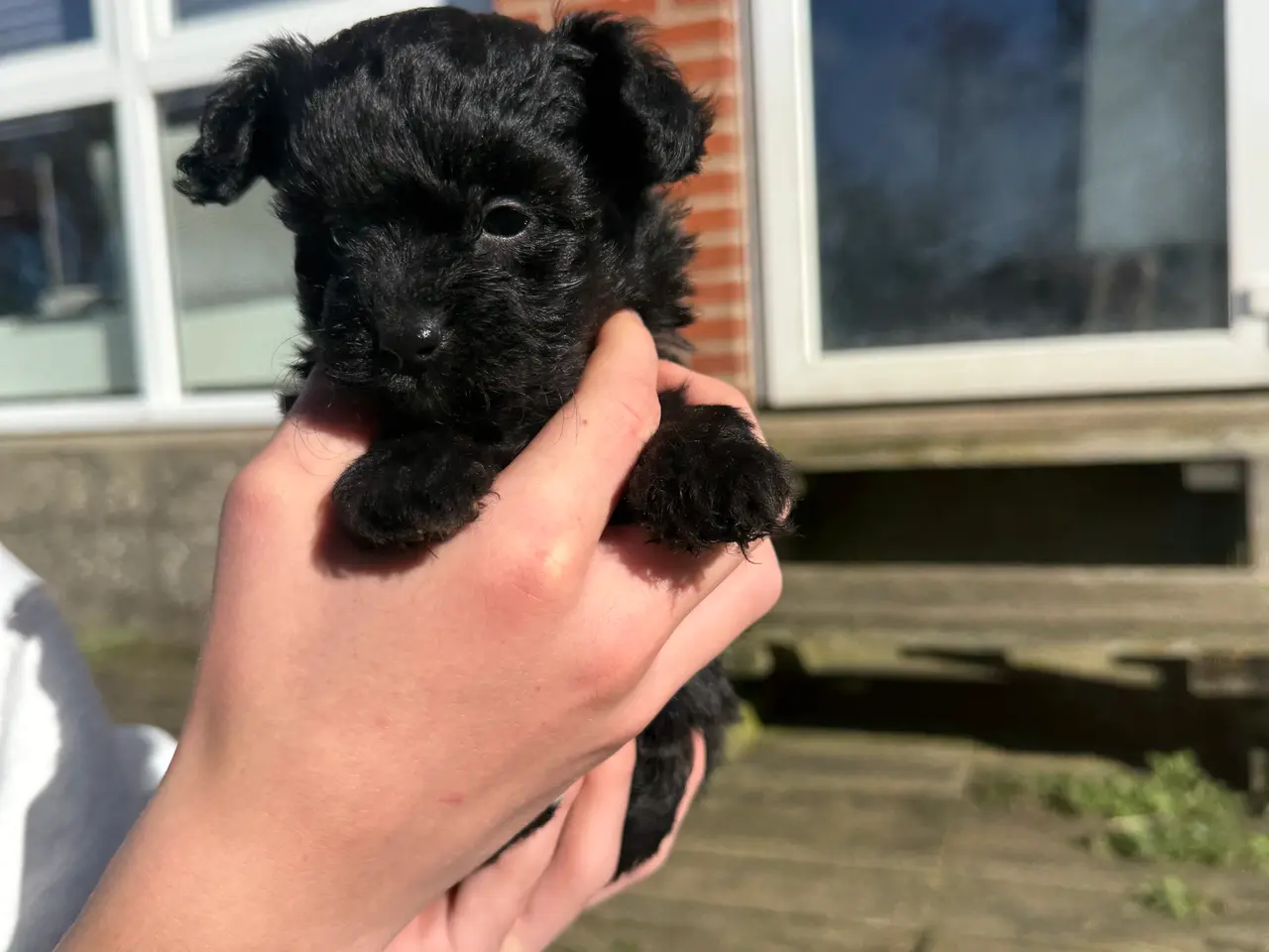 Billede 1 - Pomapoo