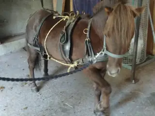 Sødeste Lille shetter
