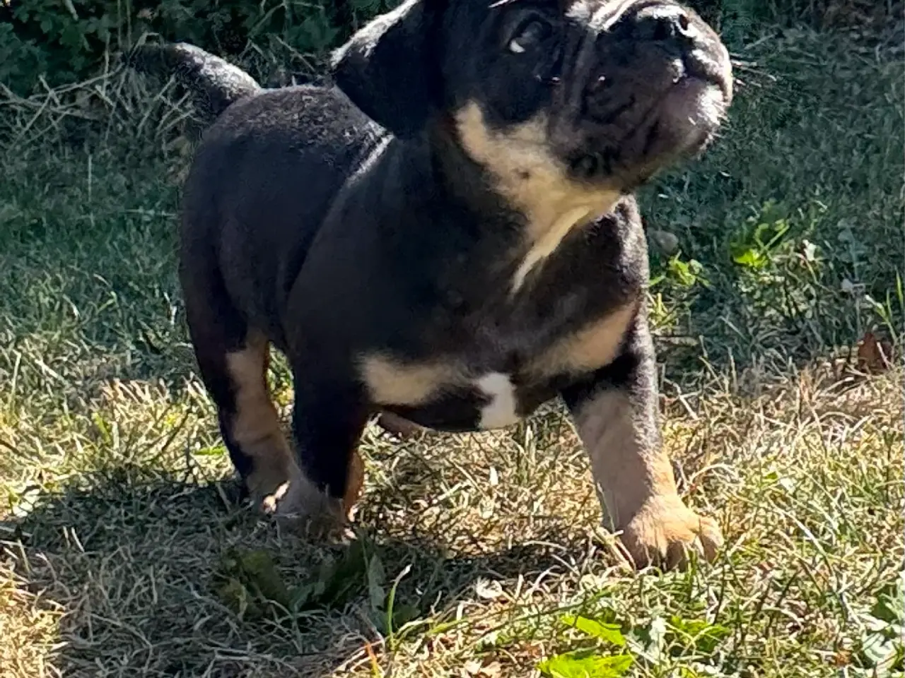 Billede 6 - Mini Bull Hvalpe m/stamtavle