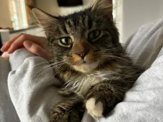 1/2 Maine Coon killinger 
