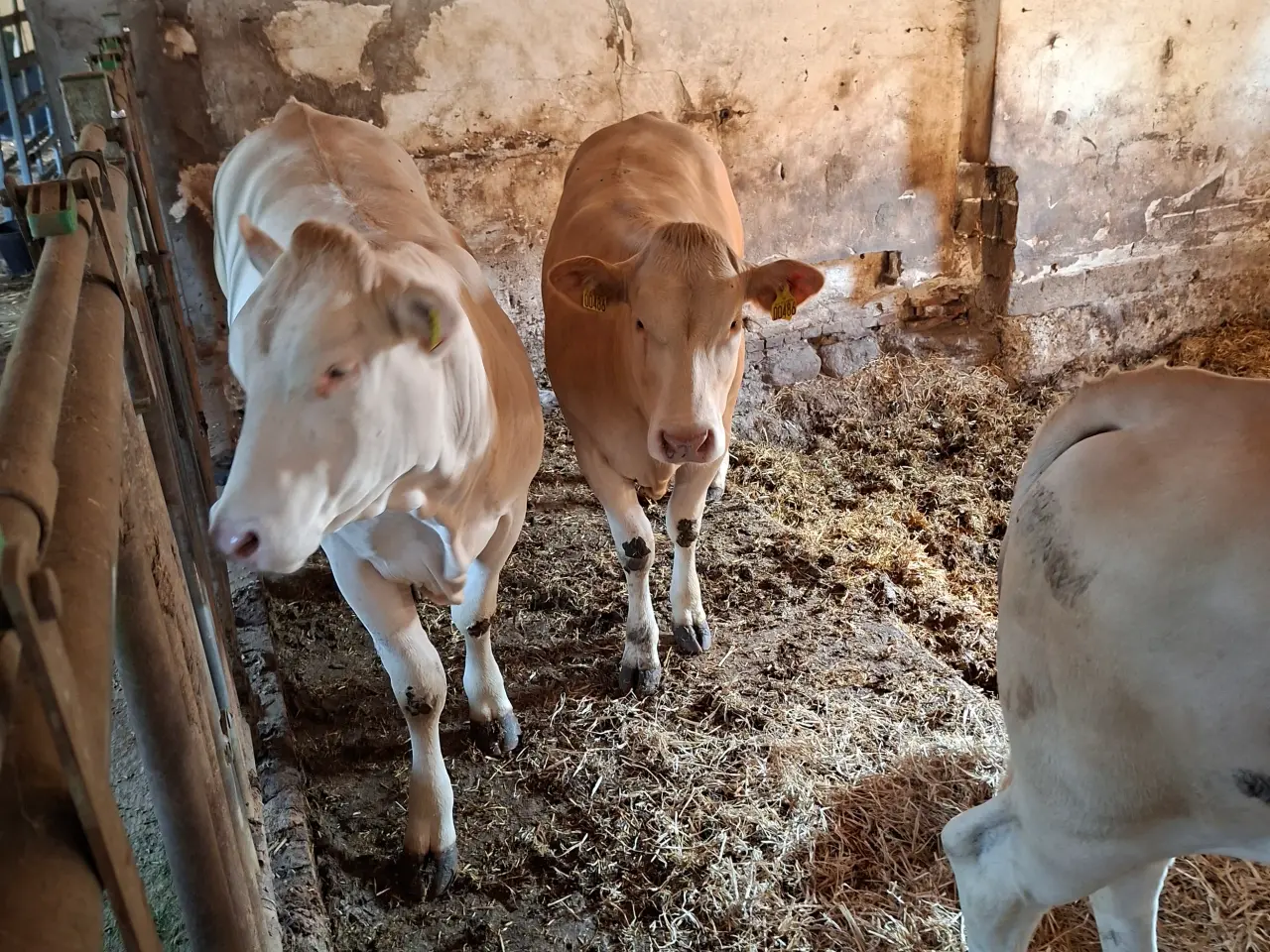 Billede 2 - 3 stk. flotte pollede blonde kvier