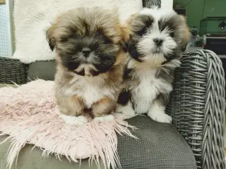 Lhasa apso hvalpe med stambog