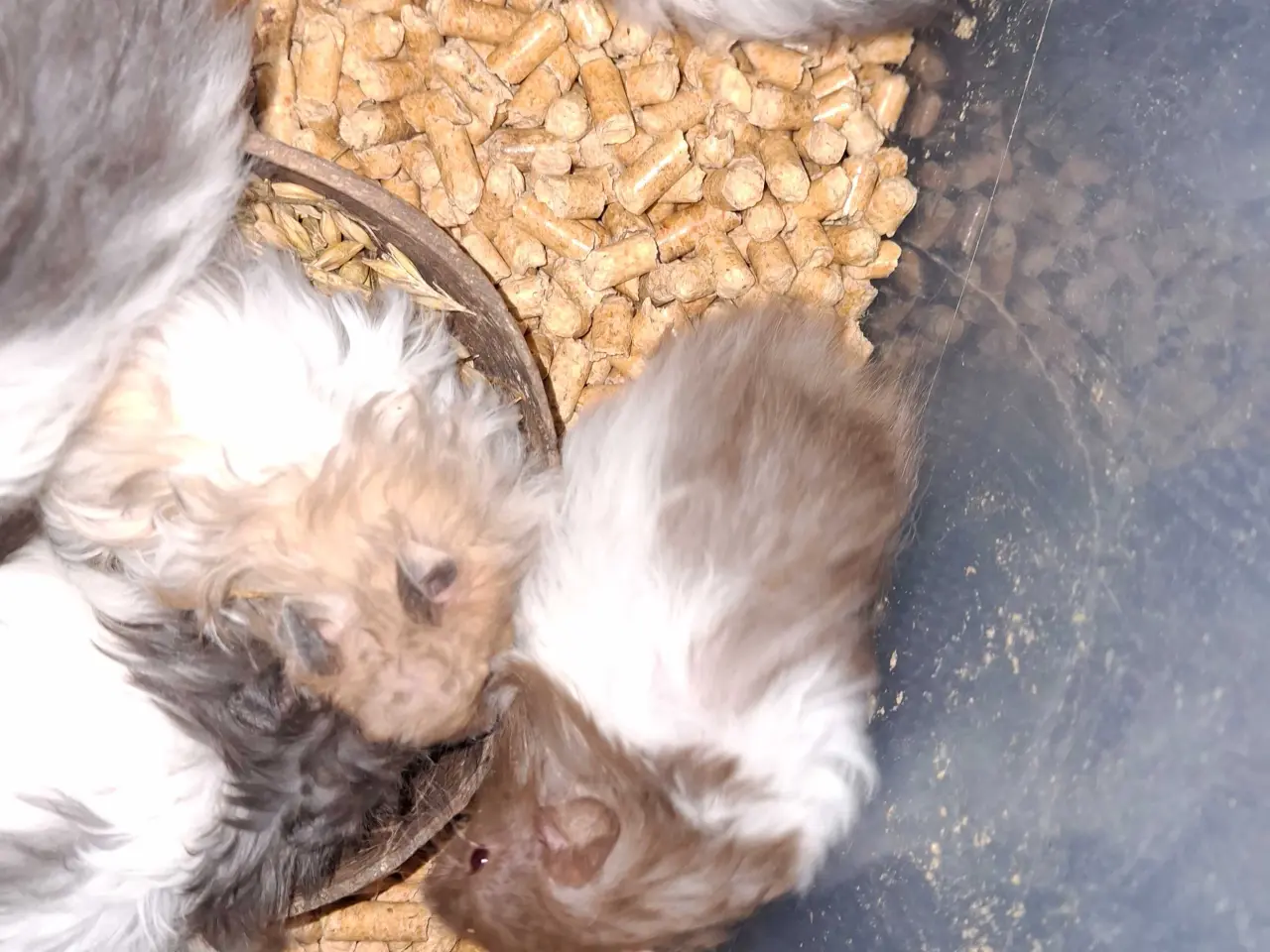 Billede 4 - hamster langhåret 