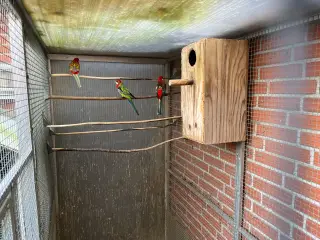 0.1 Rødrød Rosella