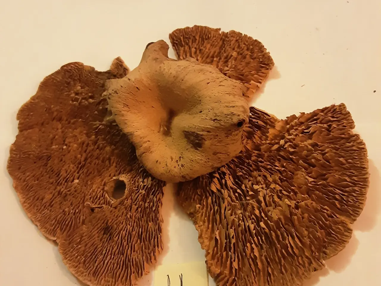 Billede 3 - Mere natur juledekoration pynt.