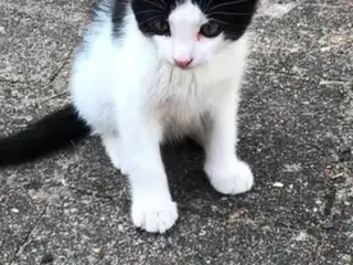 Herlig killing søger hjem