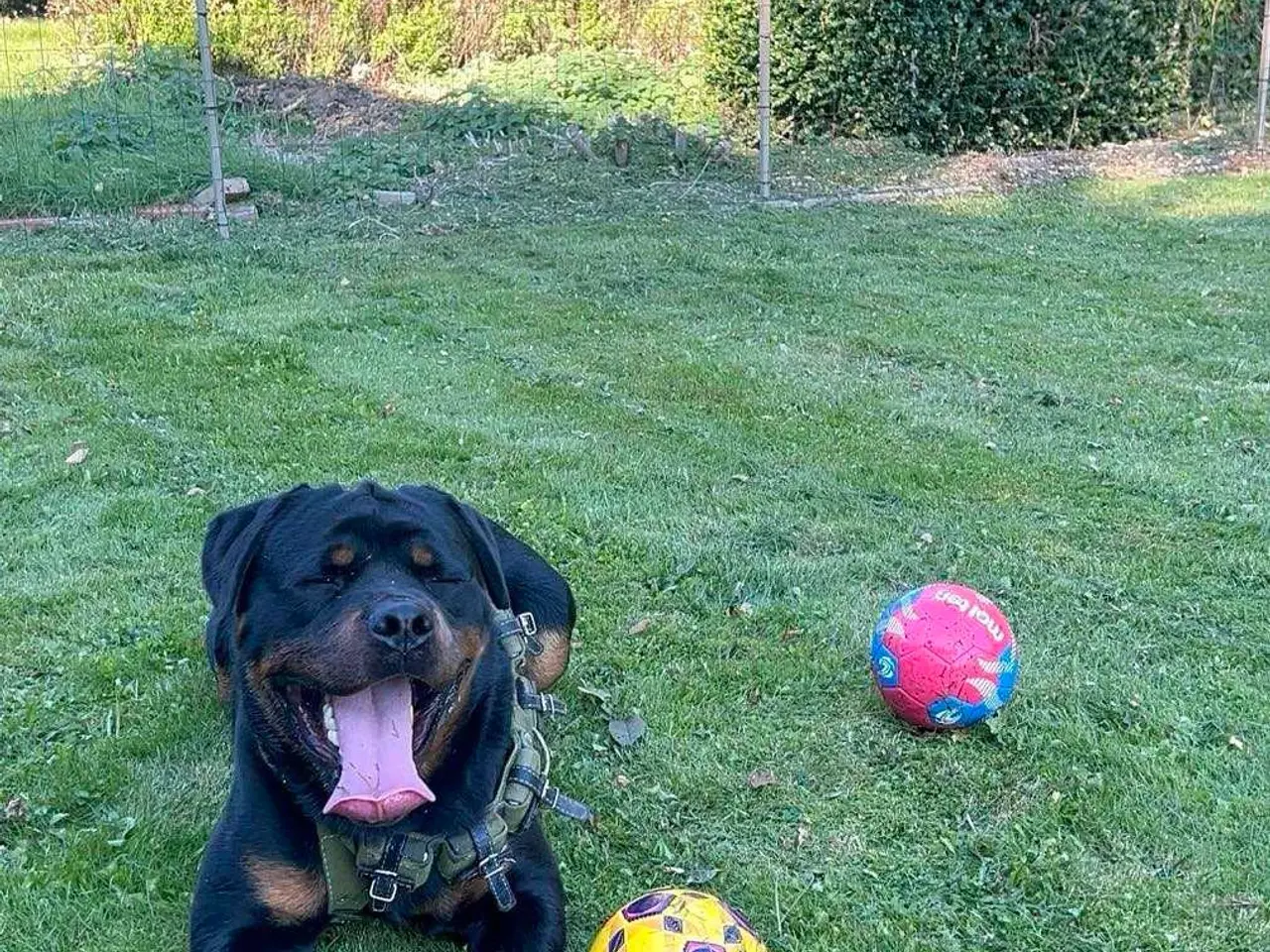 Billede 3 - Rottweiler han til avl